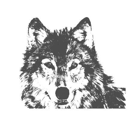 Wolf head vector