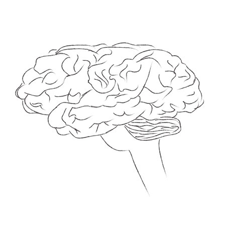 Brain, human, think, vector, illustration, sketchのイラスト素材