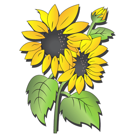 Sunflowerのイラスト素材