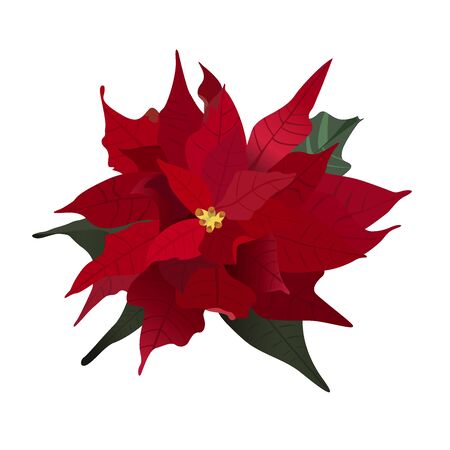 Poinsettia, Christmas flower, vector illustrationのイラスト素材