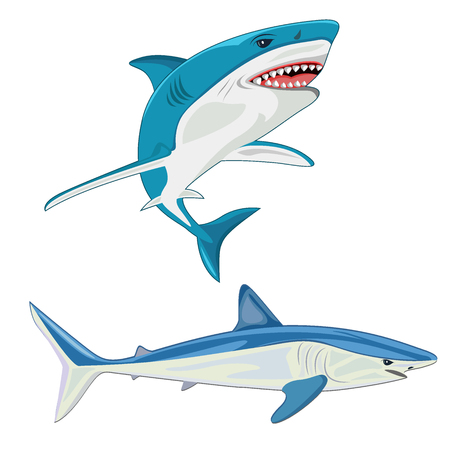 shark. vector illustrationのイラスト素材