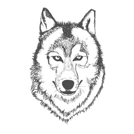 Wolf, hand drawn, sketch, vector illustration