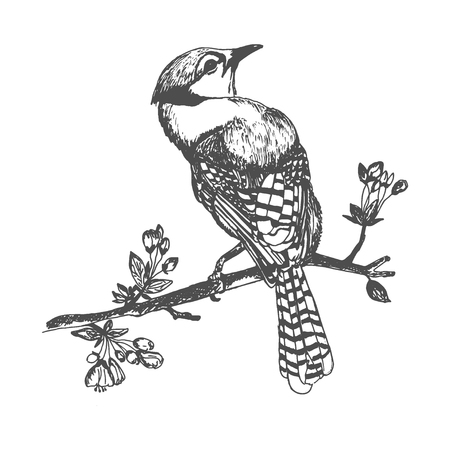 Blue jay bird, hand drawn vector illustration.のイラスト素材