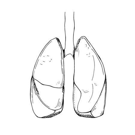 Lungs in sketch, vector illustrationのイラスト素材