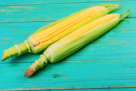 Two cobs of ripe sweet corn lie on a blue wooden background.