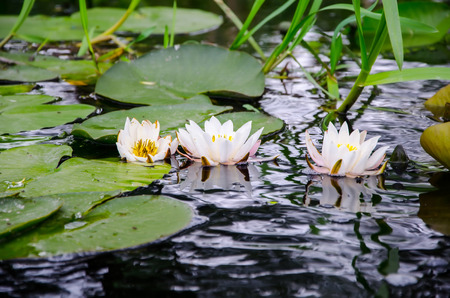 white water lilyの写真素材