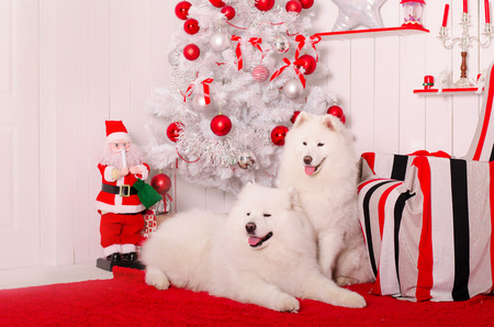 Samoyed dog near christmas decoration. White fluffy dog.の写真素材