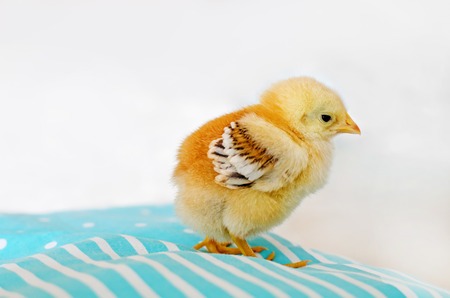 Little chicken on bright backgroundの写真素材