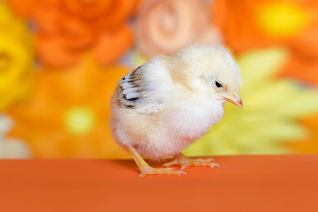 Little chicken on bright backgroundの写真素材