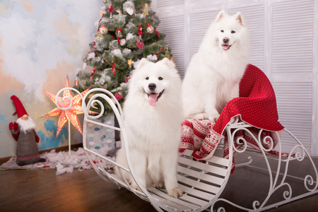 Two white samoyed husky dog. Christmas and New Year decorations. Dog on the sleigh next to the christmas tree.の写真素材