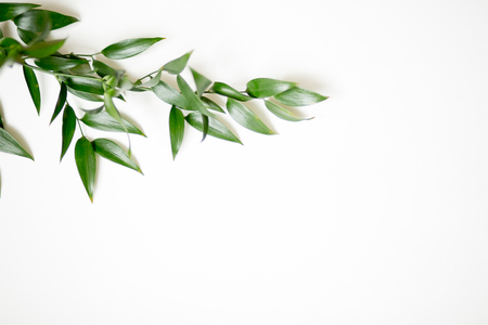 Ruscus leaves isolated. Green leaves of a plant on a white background.の写真素材