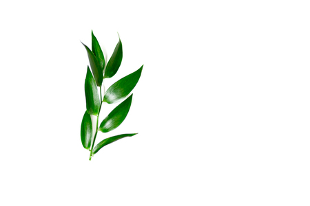 Ruscus leaves isolated. Green leaves of a plant on a white background.の写真素材