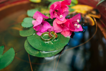 wedding rings on a sheet of water-lilies in the water, around bright pink flowers. The concept of a wedding.の写真素材