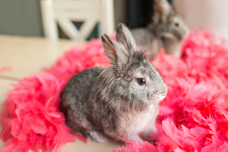 Little gray rabbit rabbit sitting in pink feathers on the opposite window. Easter bunny in pink feathers reflected in the mirror.の写真素材