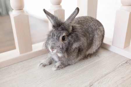 A little gray rabbit. Easter gray bunny. Sitting on the floor.