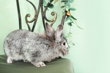 Gray rabbit on a green background. Easter bunny sitting on a chair, spring day.の写真素材