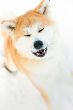 Dog akita-inu at the snow. Red Akita inu dog playing in the snow.の写真素材