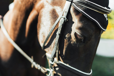 Horse on nature. Portrait of a horse, brown horse. Eye of a black horse