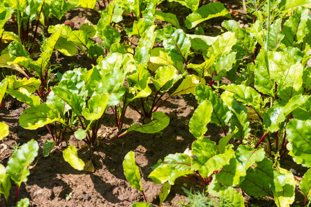 Beet sprouts grow in the garden, young vegetables in the garden in summer or spring
