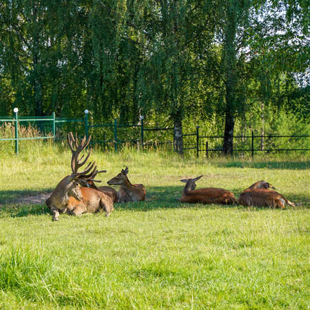 Red deer rest in the shade of trees in a nature reserve in summer lying on the grass.の写真素材