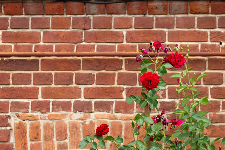 A red rose on a bush against the background of an orange antique brick wall.の写真素材
