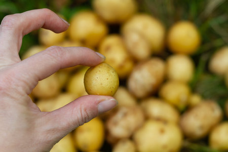 Small potato tubers on the agronomist's hand, poor potato harvest, crop failure.