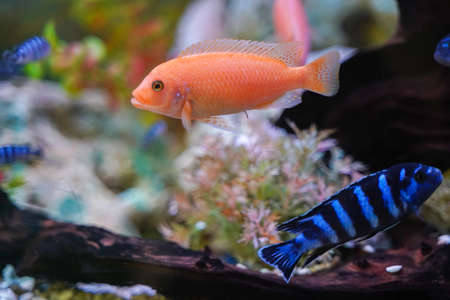 Colorful aquarium fish cichlids swim in the aquarium.の写真素材