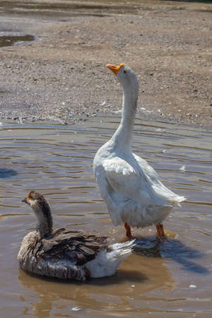 Geese bathe in a puddle on the road in summer after a rain on a hot summer day.の写真素材