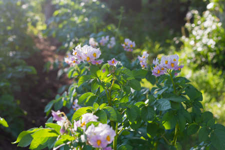 Blooming potatoes in summer in July, potato plantation in the country.の写真素材