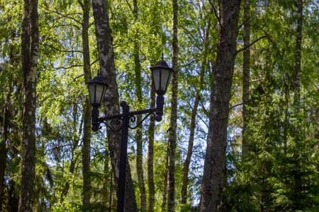 Street lamp in the forest or park in summer afternoon.の写真素材