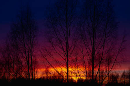 Contrasting blue and red sunset and silhouettes of birch trees against the sky.の写真素材