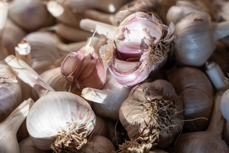 Pink garlic heads in a box for drying and storing the harvest.の写真素材