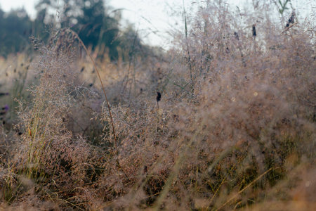 Silhouettes of dark wet blades of grass in dew drops in the morning in the fog on a beige...