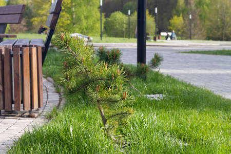 Seedlings of dwarf Karelian pine in the park in spring or summerの写真素材