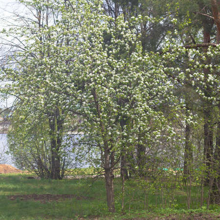 Blooming forest apple tree with white flowers in the park in springの写真素材
