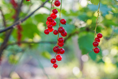 Red currant berries, ripe red berries on a bush branch in the garden in summer