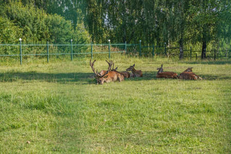 Red deer rest in the shade of trees in a nature reserve in summer lying on the grassの写真素材