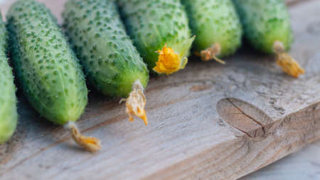 Fresh green vegetables cucumbers with yellow flowers at the ends lie on a wooden table in the garden, collected directly from the gardenの写真素材