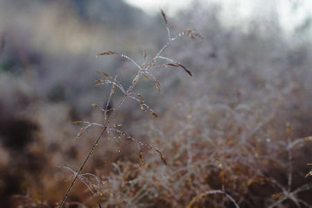 Silhouettes of dark wet blades of grass in dew drops in the morning in the fog on a beige backgroundの写真素材