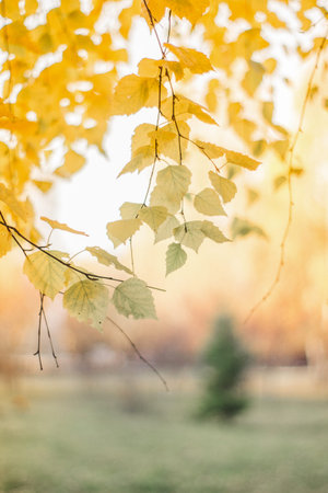 Season, nature and environment concept - autumn tree branch in forest
