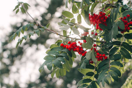 bunches of mountain ash on a branch in the forestの写真素材