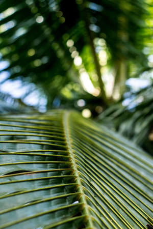 palm tree branch close upの写真素材