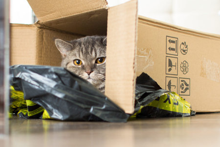 Cat in a delivery box. The concept of buying a new home or moving.