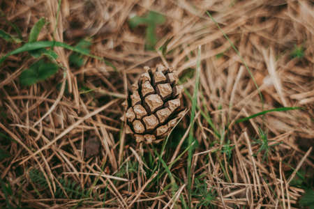 pine cone lies on the ground Autumn forest. close-up.の写真素材