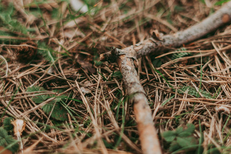 Dry branches of tree branches. Pieces of broken wooden board in the forest close-up