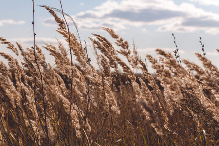 rye, wheat in summer. ears of corn