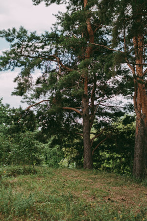 Forest. Pines by the ravine. Thick tree among young thin trees