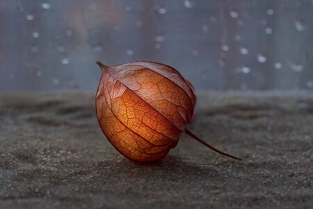 Winter cherry physalis near the window with raindropsの写真素材