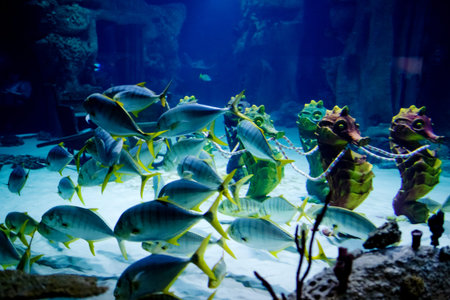 Underwater world. Marine life. Fish