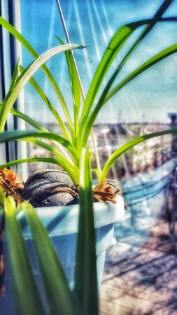 Beautiful indoor plants on a warm spring day, Nizhny Novgorod, Russiaの写真素材